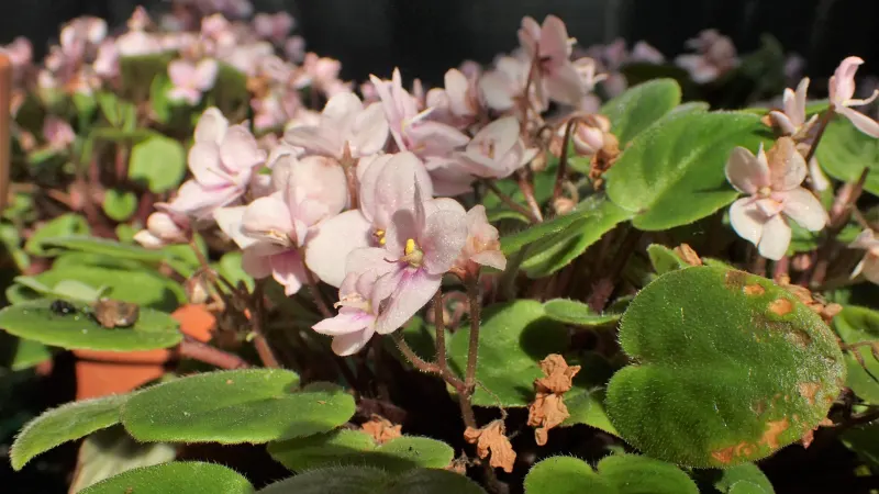 African violet (Saintpaulia ionantha) in flower, pale violet blooms over rounded, hairy leaves