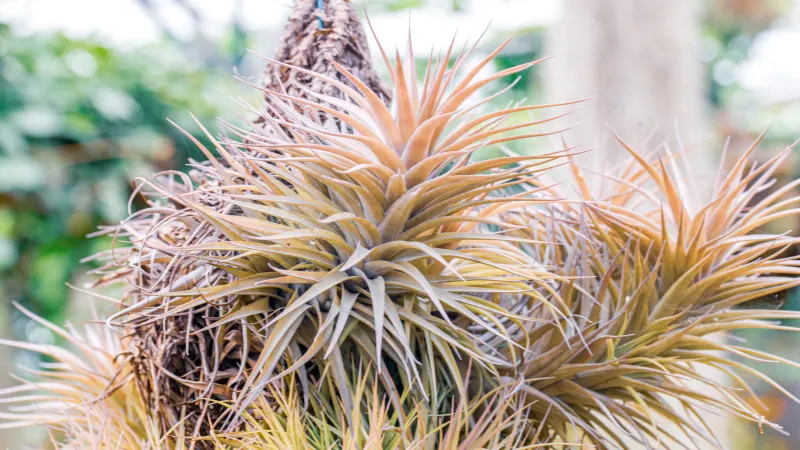 A clump of Tillandsia ionantha air plants with silvery, spiky rosettes