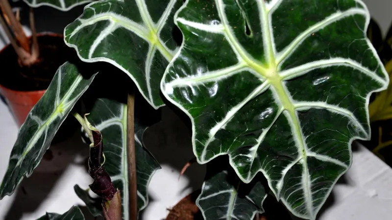 Alocasia × amazonica in pots, dark arrow-shaped leaves with bold white veins