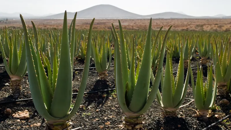 Rows of aloe vera plants with thick, upright, pointed leaves