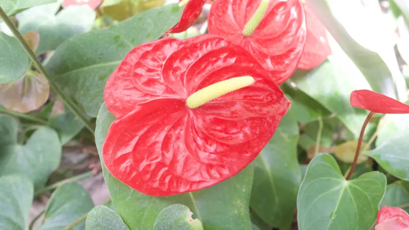Anthurium andraeanum with glossy red spathes and yellow spadices among green leaves