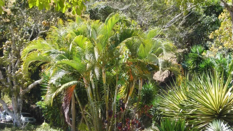 A clump of areca palms (Dypsis lutescens) with arching, feathery fronds