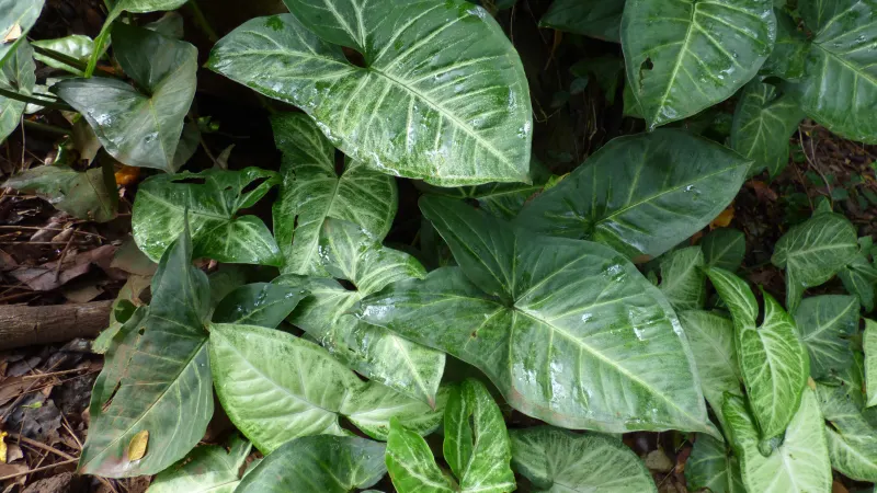 Arrowhead plant (Syngonium podophyllum) with pale-veined, arrow-shaped leaves