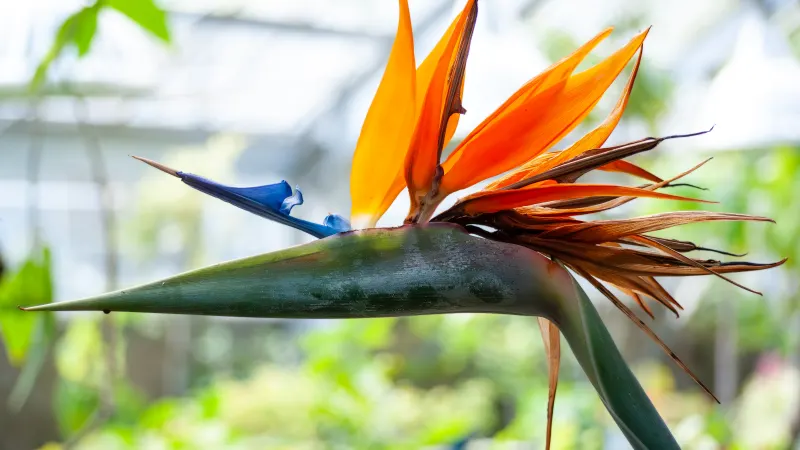 Bird of paradise (Strelitzia reginae) flower with orange and blue petals