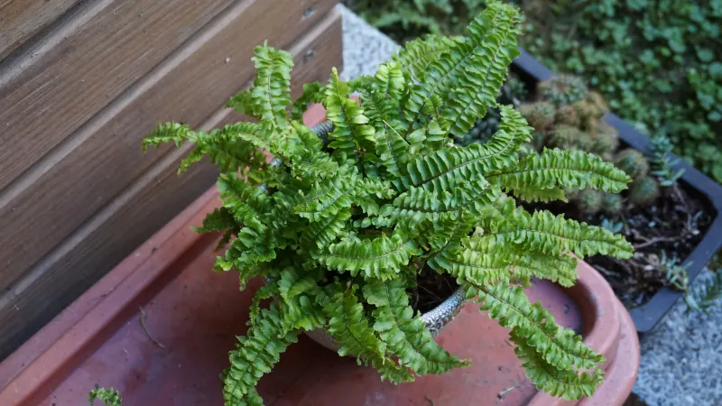 A potted Boston fern (Nephrolepis exaltata) with arching green fronds