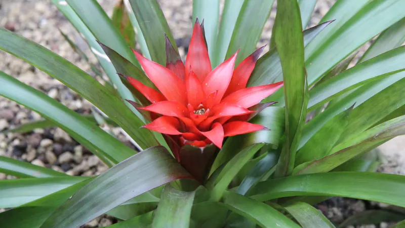 Guzmania lingulata bromeliad with a red star-shaped bract in a rosette of leaves