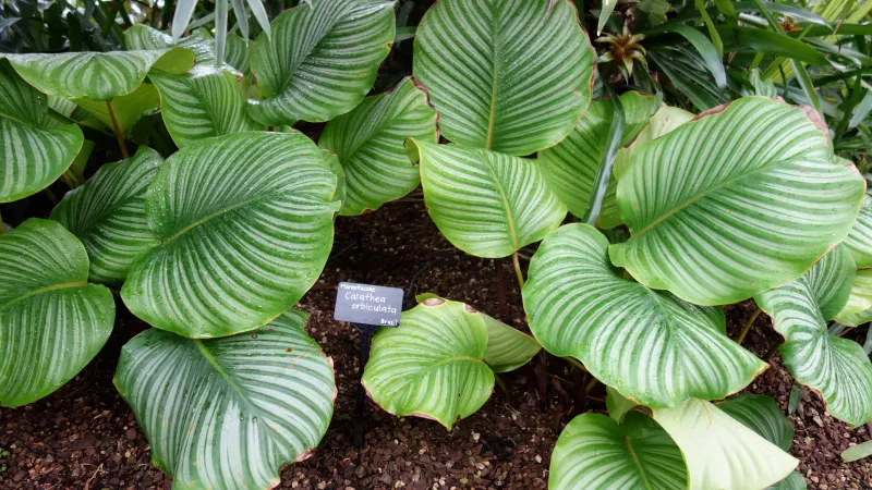 Goeppertia orbifolia with large round leaves striped in pale green
