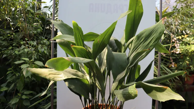 Cast iron plant (Aspidistra elatior) in a pot, with broad, upright dark green leaves