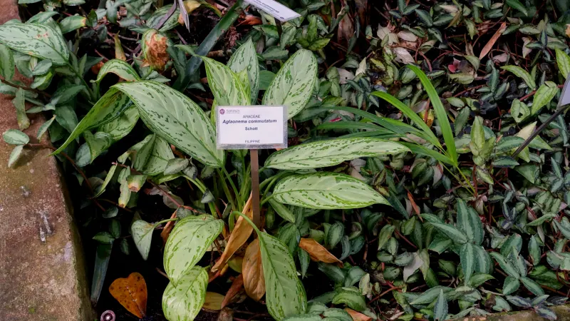 Chinese evergreen (Aglaonema commutatum) with silver-marked lance-shaped leaves