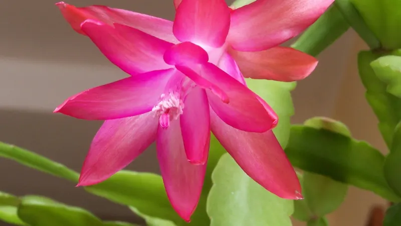 Christmas cactus (Schlumbergera × buckleyi) with a pink flower and rounded, flat stem segments