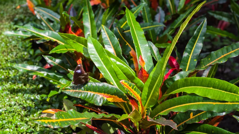 Croton (Codiaeum variegatum) with long leaves in green, yellow and red
