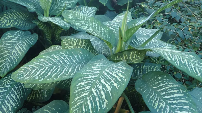 Dumb cane (Dieffenbachia seguine) with large leaves splashed cream and green