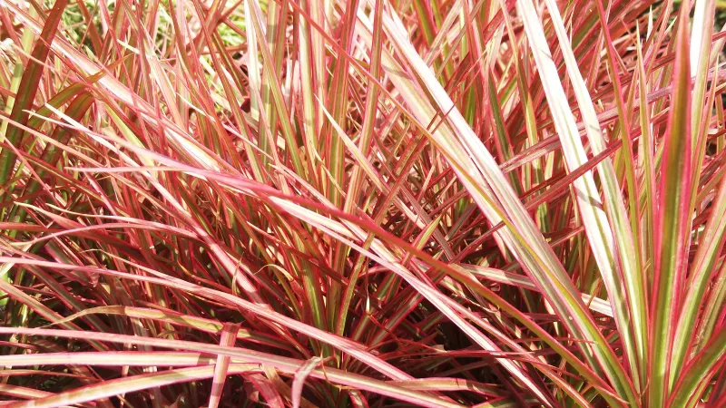 Dragon tree (Dracaena marginata 'Tricolor') with narrow leaves edged in red and cream