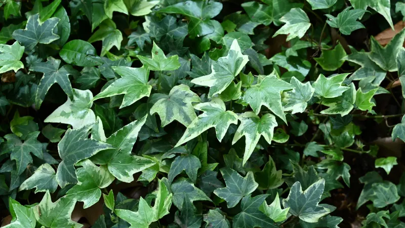English ivy (Hedera helix 'Glacier') with small lobed leaves edged in cream