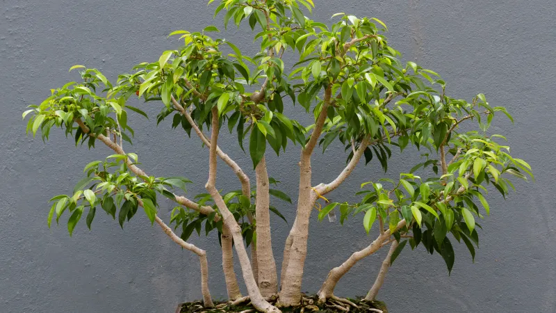 Weeping fig (Ficus benjamina) trained as a bonsai with several trunks