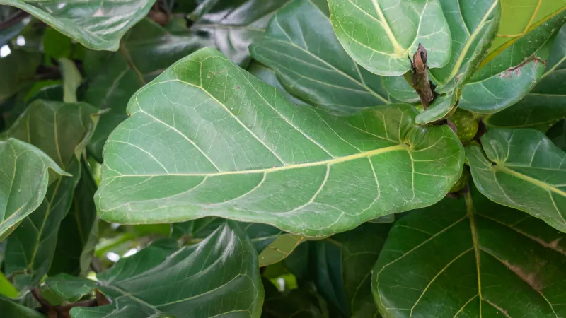Fiddle-leaf fig (Ficus lyrata) with large, wavy, violin-shaped leaves