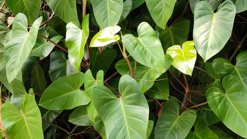 Heartleaf philodendron (Philodendron hederaceum) with glossy heart-shaped leaves