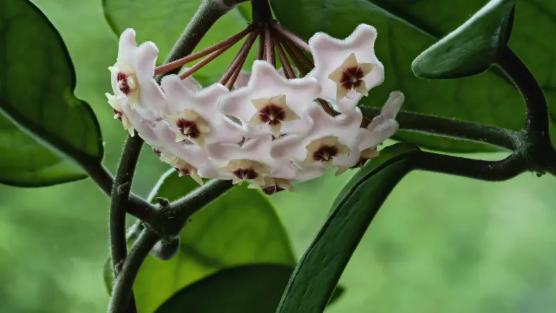 Hoya carnosa flower cluster, pale pink waxy stars with red centres