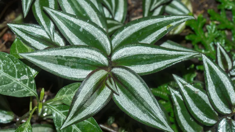 Inch plant (Tradescantia zebrina) with purple and silver striped leaves