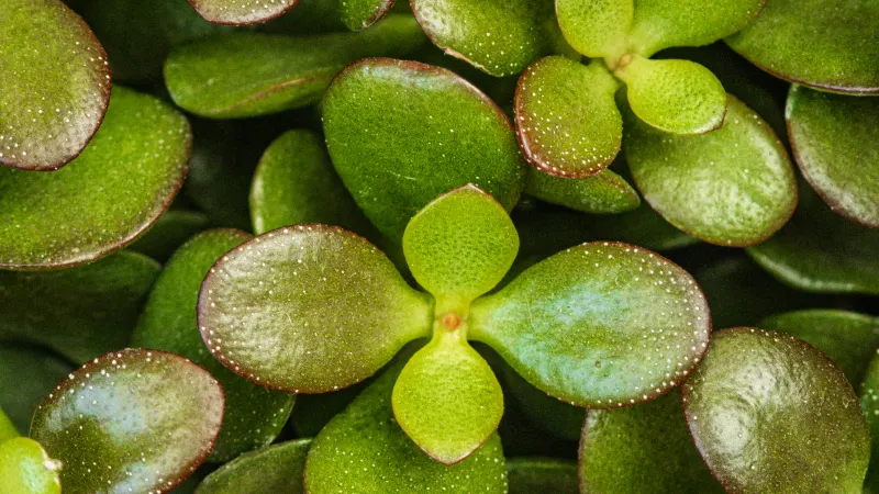 Jade plant (Crassula ovata) seen from above, thick, rounded fleshy leaves