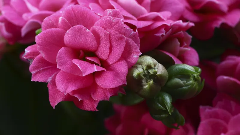 Kalanchoe blossfeldiana with clusters of double pink flowers