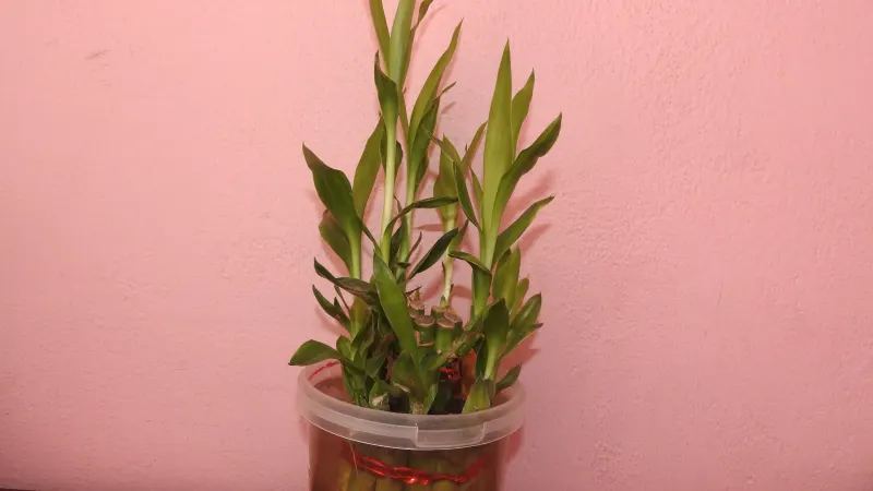 Lucky bamboo (Dracaena sanderiana) stalks growing in a container