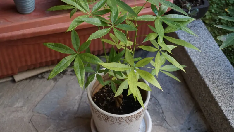 A potted money tree (Pachira aquatica) with palmate leaves