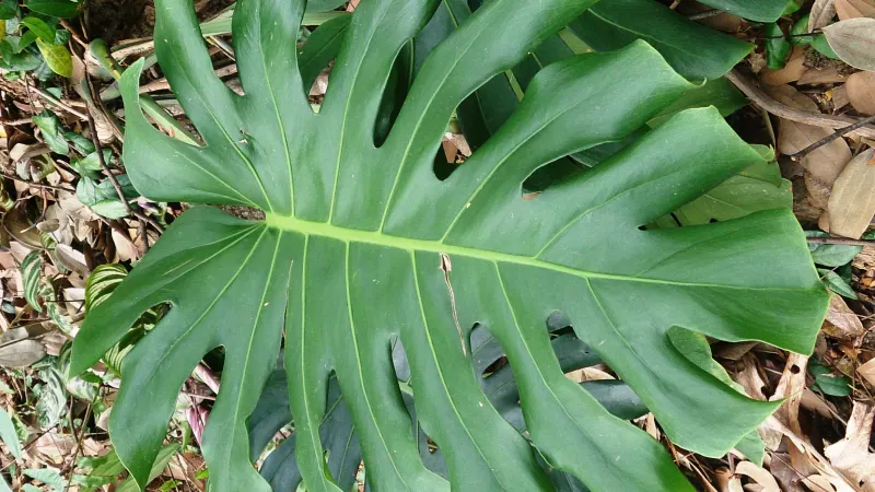 Monstera deliciosa leaf with deep splits and holes