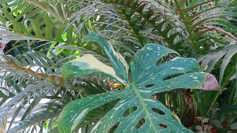 Monstera Thai Constellation leaf speckled with cream variegation, among ferns in a conservatory