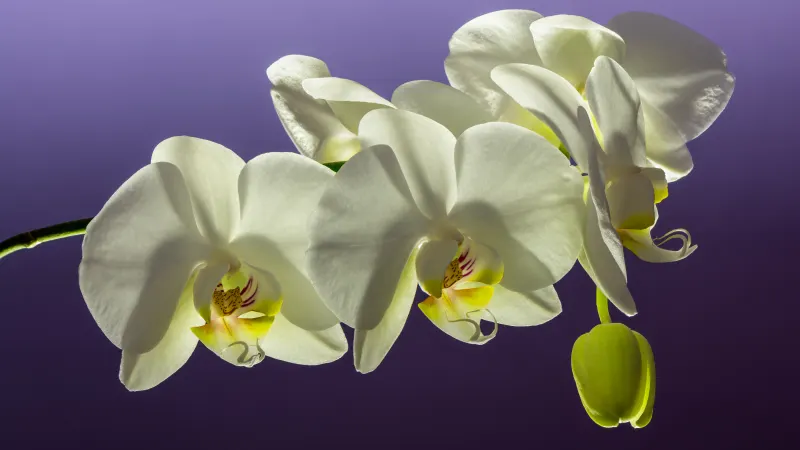 White moth orchid (Phalaenopsis) flowers on an arching stem