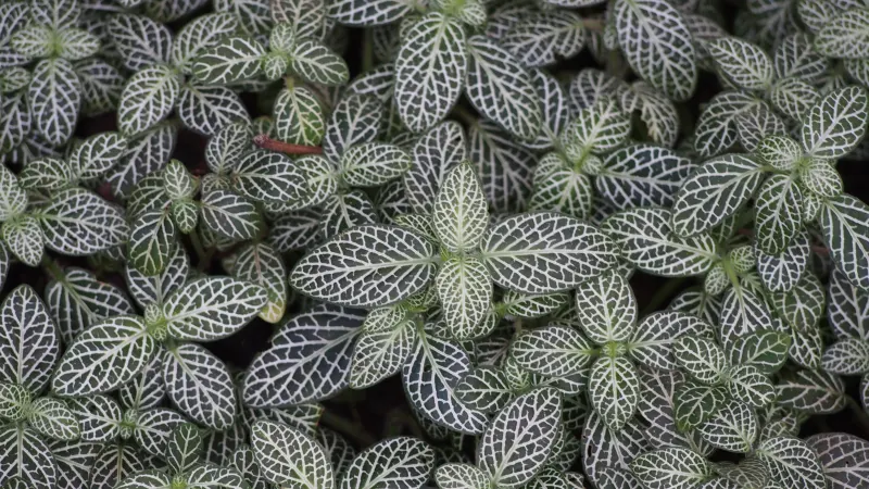Nerve plant (Fittonia albivenis) with green leaves and white veins