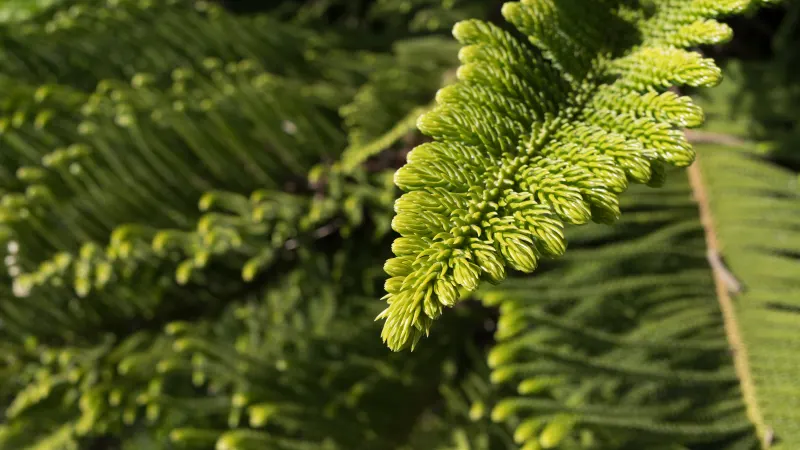 Norfolk Island pine (Araucaria heterophylla) branch tips with soft, scale-like needles