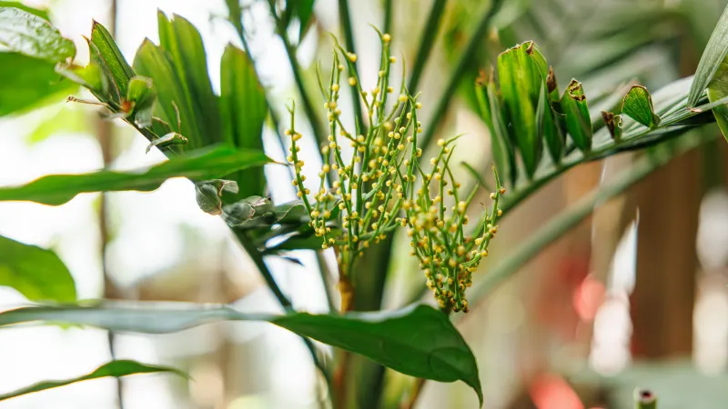 Parlor palm (Chamaedorea elegans) fronds with a branching flower spike