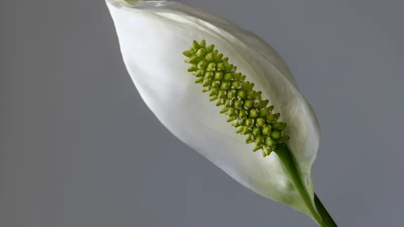 Peace lily (Spathiphyllum wallisii) with a white spathe around a cream spadix