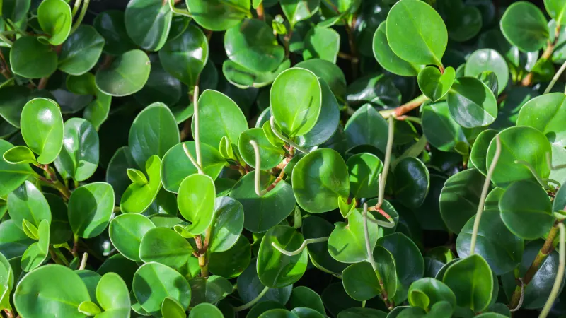 Baby rubber plant (Peperomia obtusifolia) with thick, glossy, rounded leaves