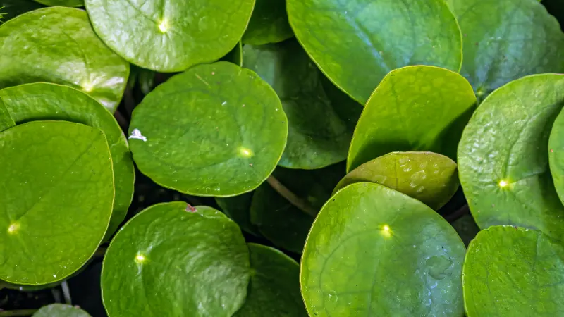 Chinese money plant (Pilea peperomioides) with round, coin-shaped leaves