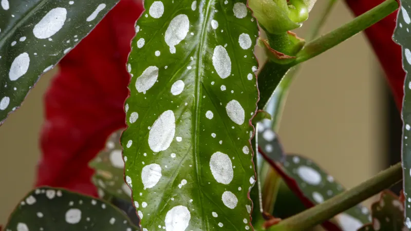 Polka dot begonia (Begonia maculata) leaf, olive green with silver-white spots