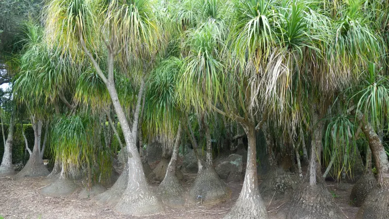 Ponytail palms (Beaucarnea recurvata) with swollen trunks and tufts of narrow leaves