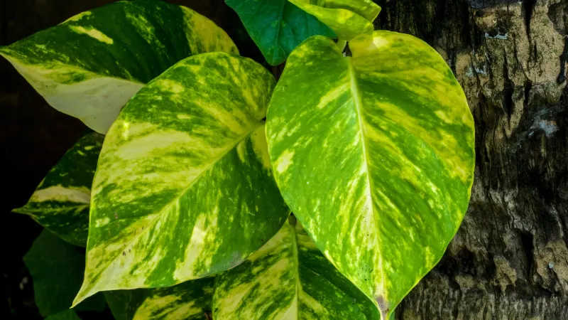 Golden pothos (Epipremnum aureum) with heart-shaped leaves marbled yellow and green
