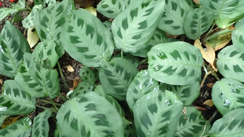 Prayer plant (Maranta leuconeura var. kerchoveana) with dark blotches between the veins