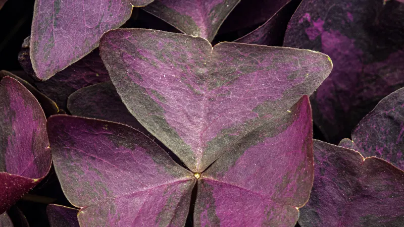 Purple shamrock (Oxalis triangularis) with triangular purple leaflets