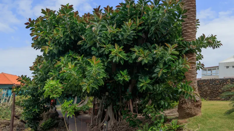 A large rubber plant (Ficus elastica) with broad, glossy leaves