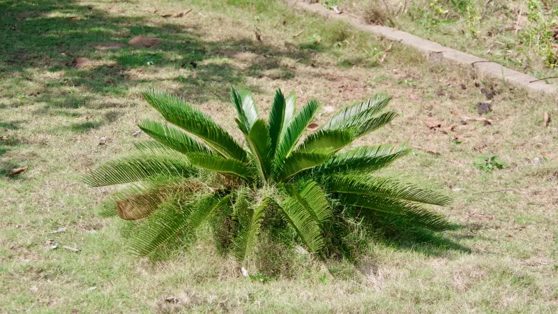 Sago palm (Cycas revoluta) with a rosette of stiff, feathery fronds