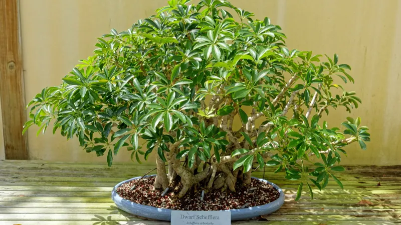 Dwarf umbrella plant (Schefflera arboricola) grown as a bonsai