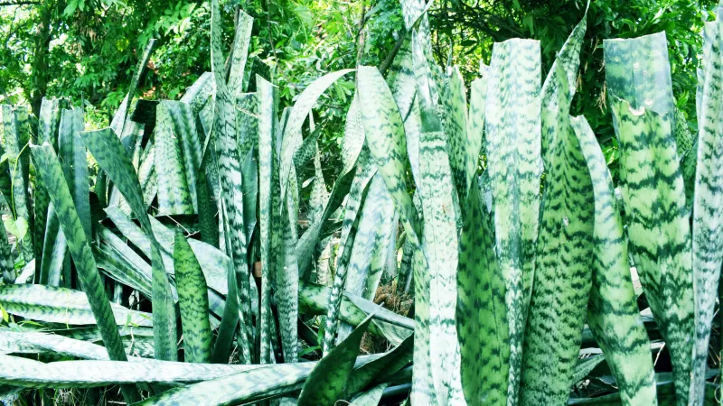 Snake plant (Dracaena trifasciata) with upright, banded, sword-shaped leaves