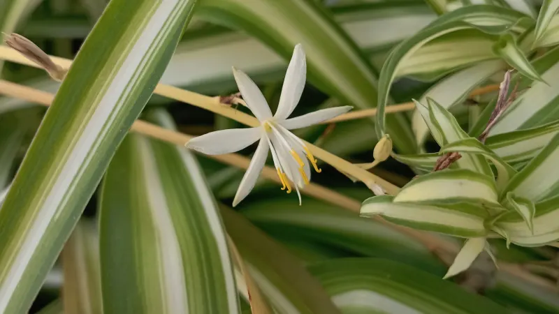 Variegated spider plant (Chlorophytum comosum) leaves with a small white flower