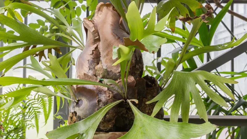 Staghorn fern (Platycerium bifurcatum) mounted, with forked, antler-like fronds