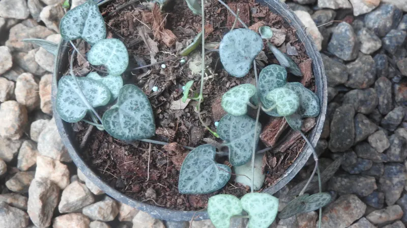 String of hearts (Ceropegia woodii) in a pot, with small marbled heart-shaped leaves