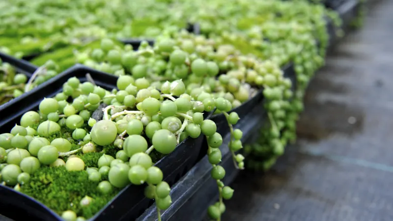 String of pearls (Curio rowleyanus) trailing from nursery pots