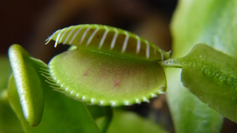 Close-up of a Venus flytrap (Dionaea muscipula) trap with its fringe of teeth